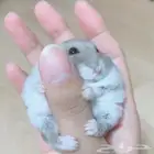 ونتر وايت صغار صافين وأليفين بعدت الوان