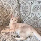 قطه انثى تزاوج