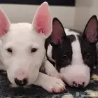 اقوي جراء بولترير BullTerrier من النوادر