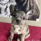 فرنش بولدوق