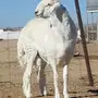  فحل حري من مراح تراحيب الدهاس