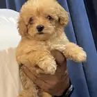 جراوي توي بودل