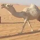 لقحه ملاقي كفو