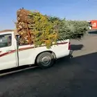 اللبيع نخل