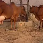 بقره للبيع سيمت ب4 الاف