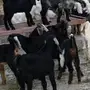 تيوس سمان مقفله شحم ولحم