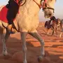 حصان طرب طرب 