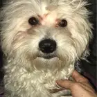 كلاب مالتيز