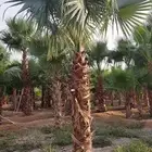 النخل واشنطونياء زينه للبيع