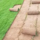 للبيع نجيله خضراء عشب اخضر طبيعي