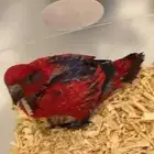 فروخ رد لوري