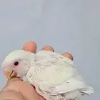 فرخ روز اينو عيون حمر