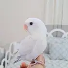 ذكر روز باليد اينو فخم وهدد