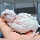 زوج روز مميز