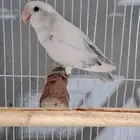 ذكر روز بايد اوبلاين