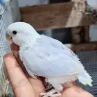 فرخ روز بلد اوبلاين