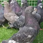 حمام لوت وقلابي فقط