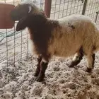 ذبيحتك لباب بيتك ..