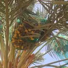 مطلوب ثمر نخل مجدول واخلاص