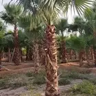 النخل واشنطونياء زينه