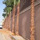 نخل واشنطني زينه