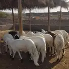 سواكن مرابي
