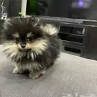 بومرينيان