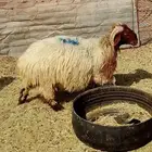 طليان للبيع