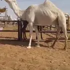 ناقه شقحاء طيبه لقحه سننها توها شاقه