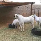 فحل بيشي صنف