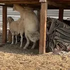 فحل حري جذع مشروط نسف  الدمام