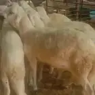 سواكن تربية طيبة