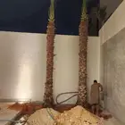 يوجد لدينا جميع النواع النخيل العربي ووشنطني