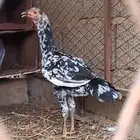 دجاجه سندي