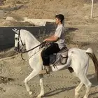 حصان شعبي
