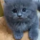 قط شيرازي