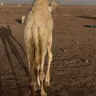 للبيع حاشي