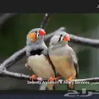 مطلوب مجموعه طيور زيبرا للبيع