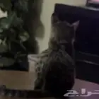 قطه صغيره للتبني