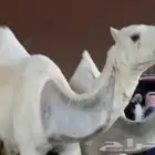 حلاق ابل جرد وارقاب