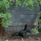 دجاج باكستاني