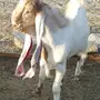 تيس هولندي