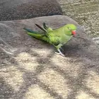 ببغاء دره ذكر