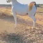 فرس مصريه بيور