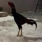 ديك باكستاني للبيع