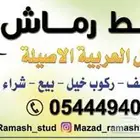 ايواء خيل وتشبيه وتدريب ركوب وإيجار خيل