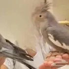 طيور كروان للبيع