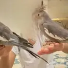 كروان أليف