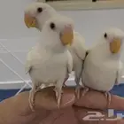 روز اليف هدد