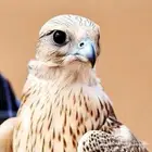صقر للايجار